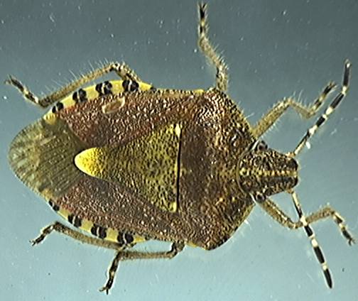 Dolycoris baccarum